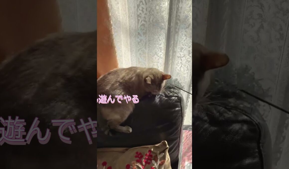 興味薄い猫 #保護猫 #シャムミックス #cat #ねこ #猫のいる暮らし #shorts