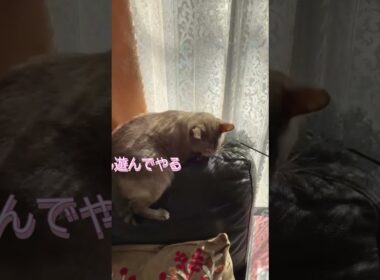 興味薄い猫 #保護猫 #シャムミックス #cat #ねこ #猫のいる暮らし #shorts