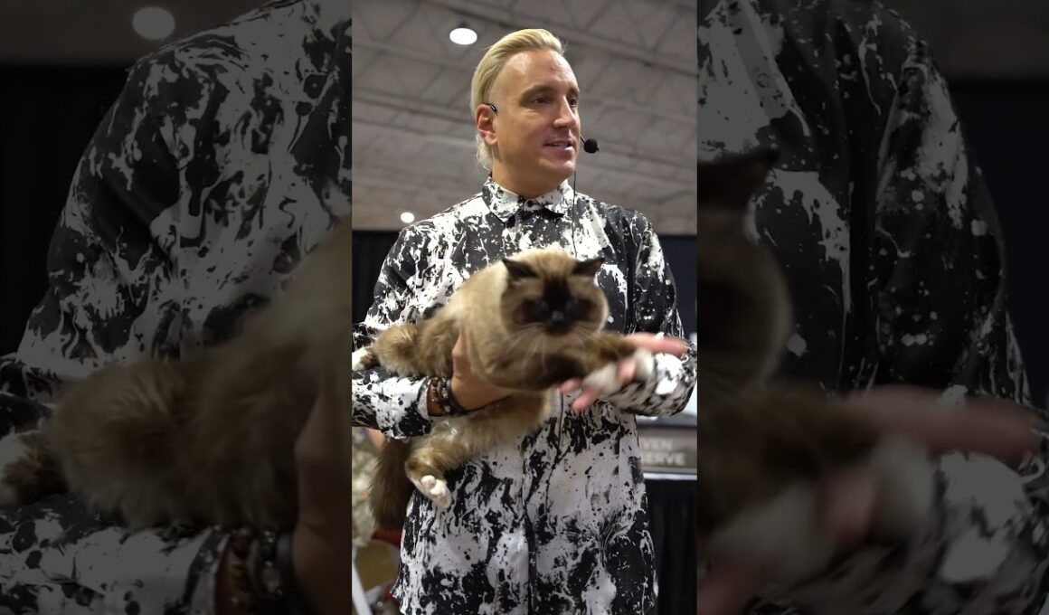 ✨ Birman Elegance on Full Display in Dallas!