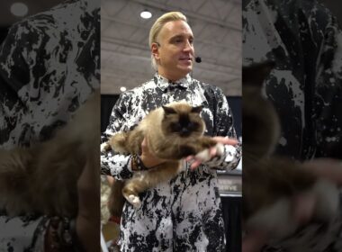 ✨ Birman Elegance on Full Display in Dallas!