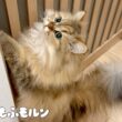 猫が目を輝かせる理由は…？ 【サイベリアン】