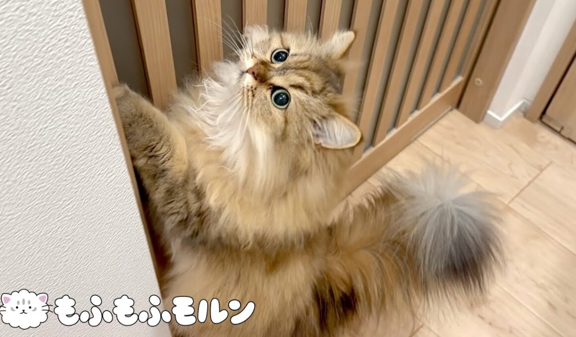 猫が目を輝かせる理由は…？ 【サイベリアン】