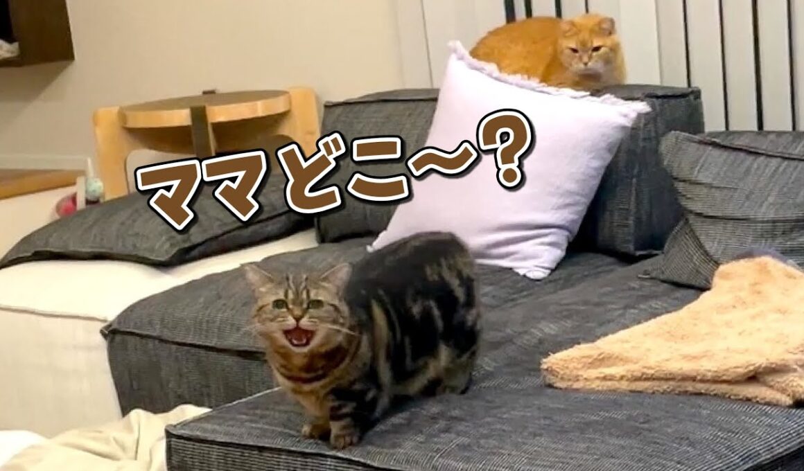 ママの姿が見えないと鳴いて探す寂しがりやな猫が可愛すぎる！