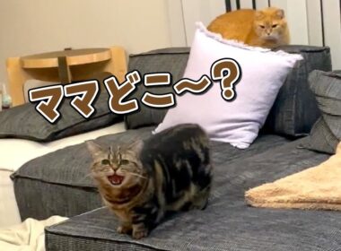 ママの姿が見えないと鳴いて探す寂しがりやな猫が可愛すぎる！