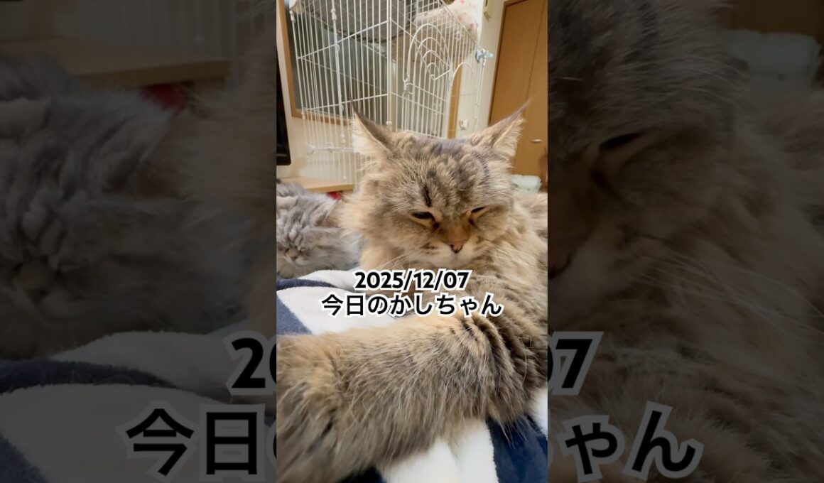 2025/12/07今日のかしちゃん #猫 #ペルシャ #カシス #cat #猫のいる暮らし