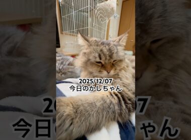 2025/12/07今日のかしちゃん #猫 #ペルシャ #カシス #cat #猫のいる暮らし