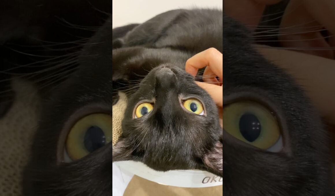 金色の瞳の黒猫ボンベイ　#子猫 #cat #bombay #ねこ動画 #ねこ #ねこのいる生活 #ねこのいる暮らし #かわいい #癒やし #猫