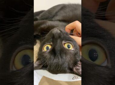 金色の瞳の黒猫ボンベイ　#子猫 #cat #bombay #ねこ動画 #ねこ #ねこのいる生活 #ねこのいる暮らし #かわいい #癒やし #猫