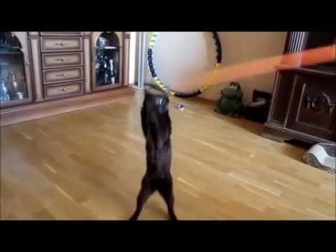 Havana Brown Cat Gauderic