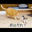 初めての部屋で初めて先住猫に会った子猫