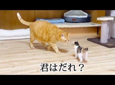 初めての部屋で初めて先住猫に会った子猫