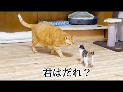 初めての部屋で初めて先住猫に会った子猫
