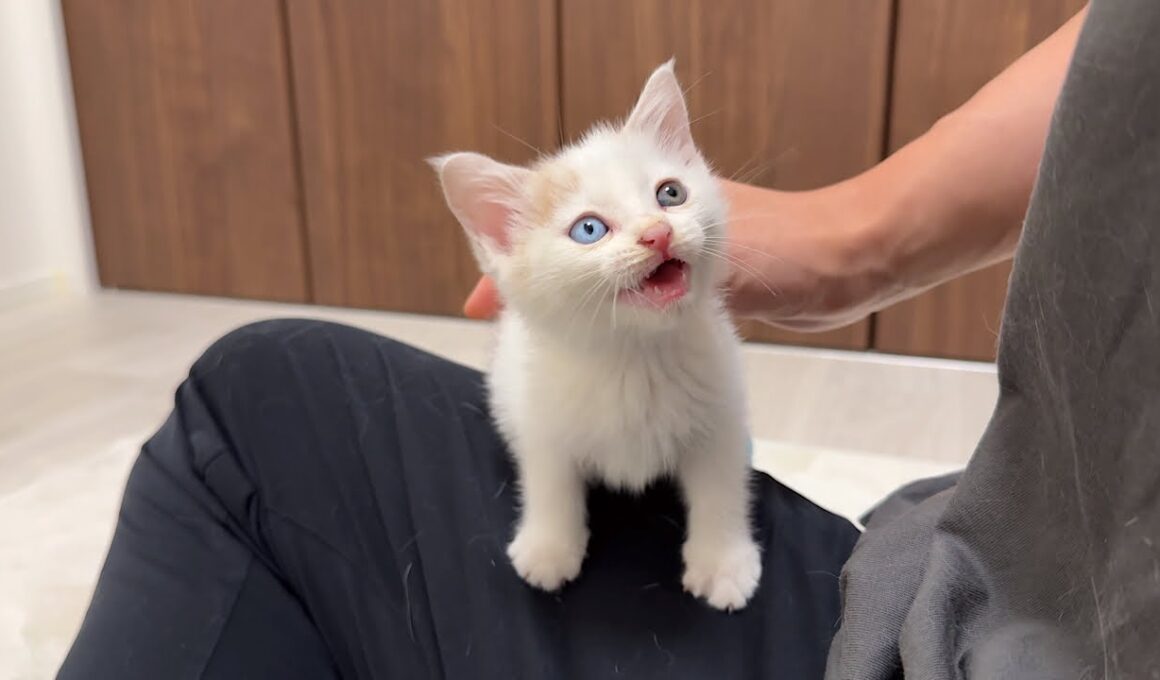 怪我してた生後１ヶ月のシャーシャー子猫を連れて帰ったらとんでもない甘えんぼになって困ってます…