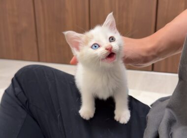 怪我してた生後１ヶ月のシャーシャー子猫を連れて帰ったらとんでもない甘えんぼになって困ってます…