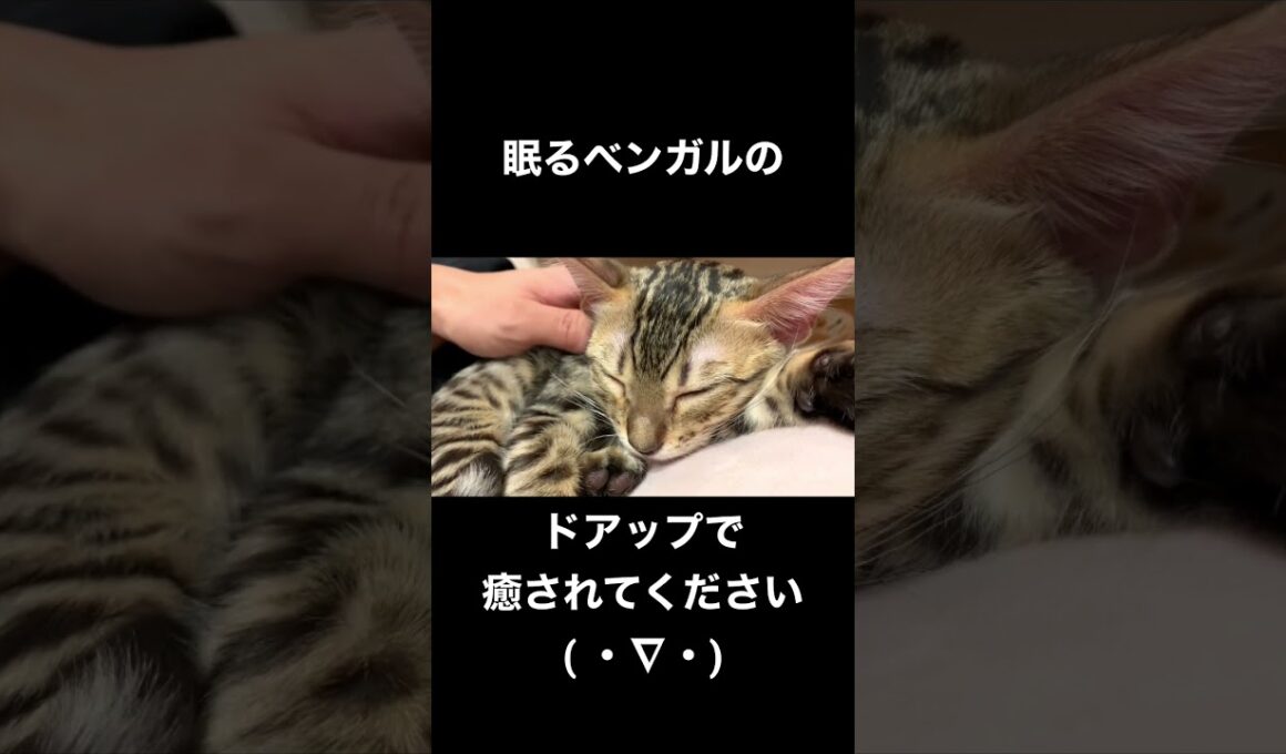 ドアップの猫の寝顔をお楽しみくださいw #ベンガル #猫マッサージ
