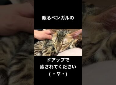 ドアップの猫の寝顔をお楽しみくださいw #ベンガル #猫マッサージ