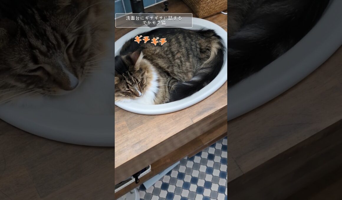 ギチギチに詰まるデカモフ猫 #猫のいる暮らし #メインクーン