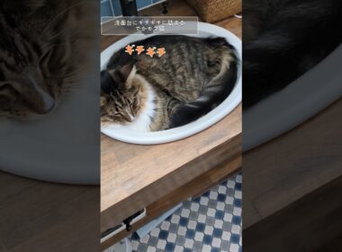 ギチギチに詰まるデカモフ猫 #猫のいる暮らし #メインクーン