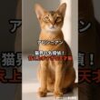 【アビシニアン②】猫界の名探偵！甘え上手すぎる天才猫 #shorts #動物 #雑学 #猫 #ネコ