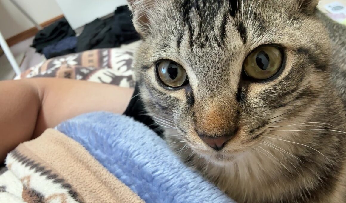 【保護猫】12月の寒い朝、子猫を湯たんぽ替わりにしようとしたけど無理ゲーでした