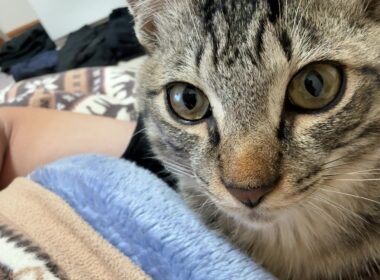 【保護猫】12月の寒い朝、子猫を湯たんぽ替わりにしようとしたけど無理ゲーでした