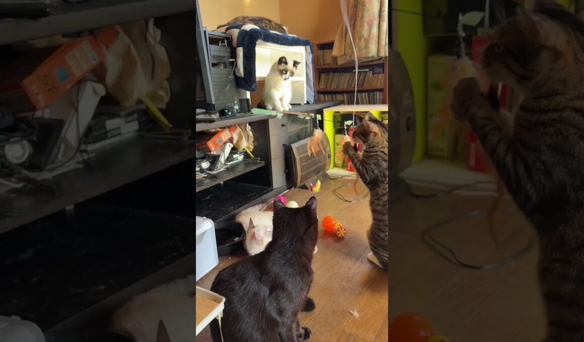 シャムの子ネコ雫ちゃん、ご機嫌にネコジャラシw