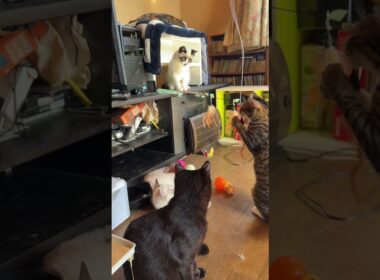 シャムの子ネコ雫ちゃん、ご機嫌にネコジャラシw