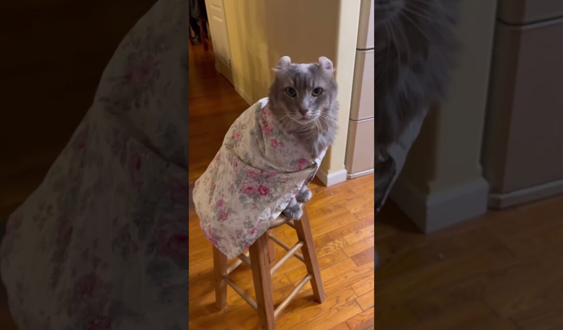 寒い寒い #ねこ動画 #アメリカンカール #catshorts