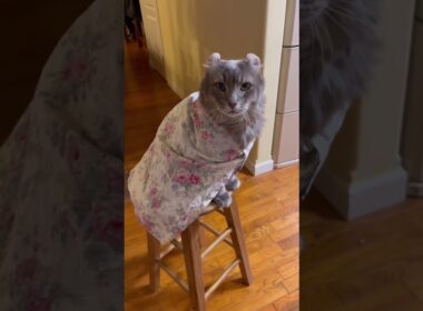 寒い寒い #ねこ動画 #アメリカンカール #catshorts