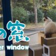 バーマン猫ウリ【冬の窓】Winter window（バーマン猫）Birman/Cat