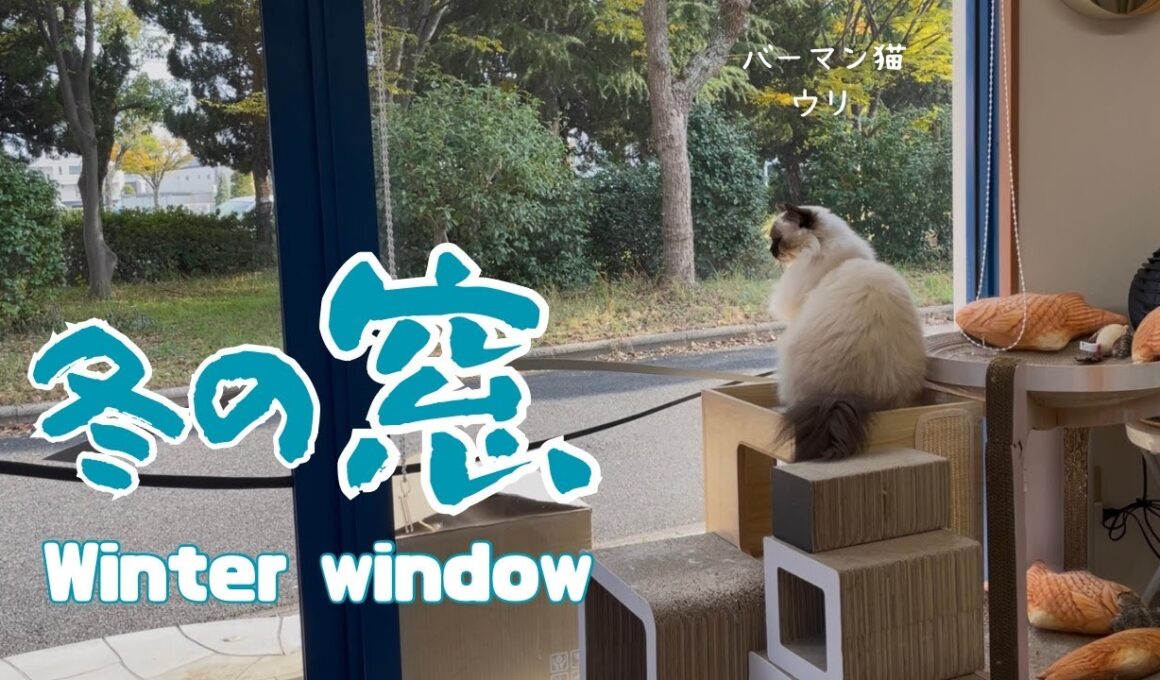 バーマン猫ウリ【冬の窓】Winter window（バーマン猫）Birman/Cat