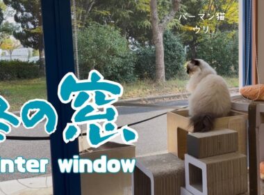 バーマン猫ウリ【冬の窓】Winter window（バーマン猫）Birman/Cat