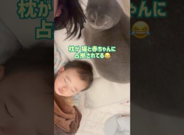 3人で１つの枕💤 #赤ちゃん #保護猫 #ロシアンブルー #baby  #cat
