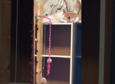 シャムの子ねこパンダくん。テレビに、ジャンピングボディアタック