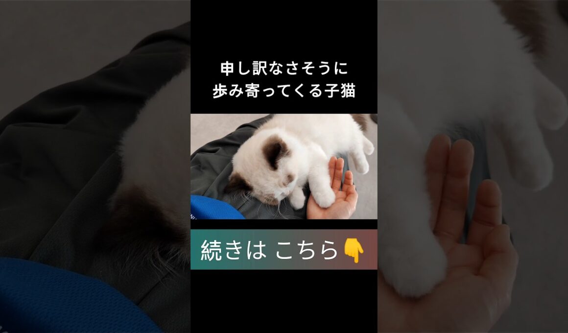 #shorts #ラグドール #子猫 #甘えん坊猫 #ぬいぐるみ猫 #ragdollcat
