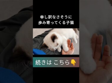 #shorts #ラグドール #子猫 #甘えん坊猫 #ぬいぐるみ猫 #ragdollcat