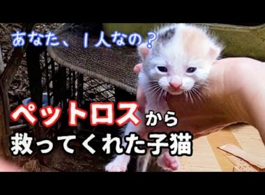 【子猫保護　三毛猫ミイコ編】子猫の必死に生きる姿に感動　最後のあくびは悶絶する可愛さ