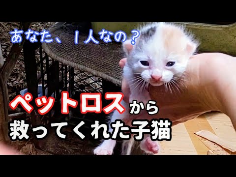 【子猫保護　三毛猫ミイコ編】子猫の必死に生きる姿に感動　最後のあくびは悶絶する可愛さ