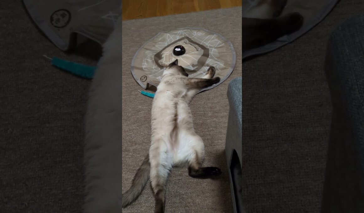 今日は何もしない♪ #シャム猫☆マロンちゃん #cat #catshorts #シャム猫 #しゃむねこ #ねこのいる暮らし #ねこのいる生活