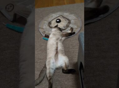 今日は何もしない♪ #シャム猫☆マロンちゃん #cat #catshorts #シャム猫 #しゃむねこ #ねこのいる暮らし #ねこのいる生活