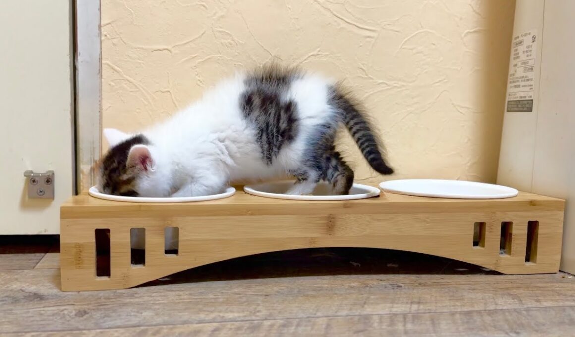 盗み食いにハマってしまった子猫＆たこやき君譲渡会へ【坊ちゃん日記#14＆たこやき君日記】Kitten stealing an adult cat's food.