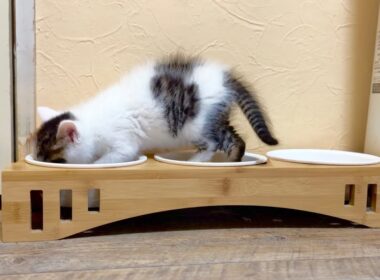 盗み食いにハマってしまった子猫＆たこやき君譲渡会へ【坊ちゃん日記#14＆たこやき君日記】Kitten stealing an adult cat's food.