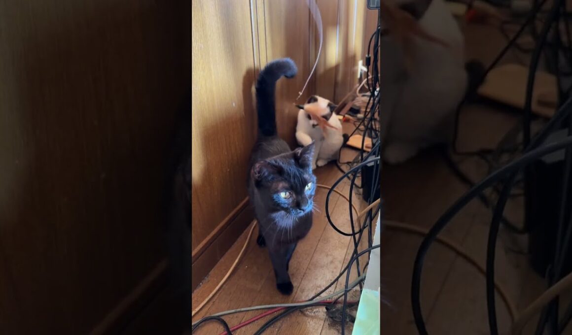 黒猫くー、邪魔するな！シャムのパンダくんと、ネコジャラシタイムなんだから」って、キジシロのルル、上から現れｗ