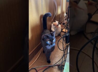 黒猫くー、邪魔するな！シャムのパンダくんと、ネコジャラシタイムなんだから」って、キジシロのルル、上から現れｗ