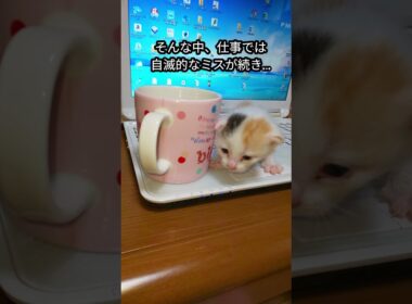【子猫保護　三毛猫ミイコ編】ペットロスから救ってくれた子猫　ただただ必死に生きる子猫に感動　#保護猫 #子ネコ #cat #shorts