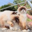 そっくりなシャム猫コンビをモフっていると仲間達がワラワラと集まって来た