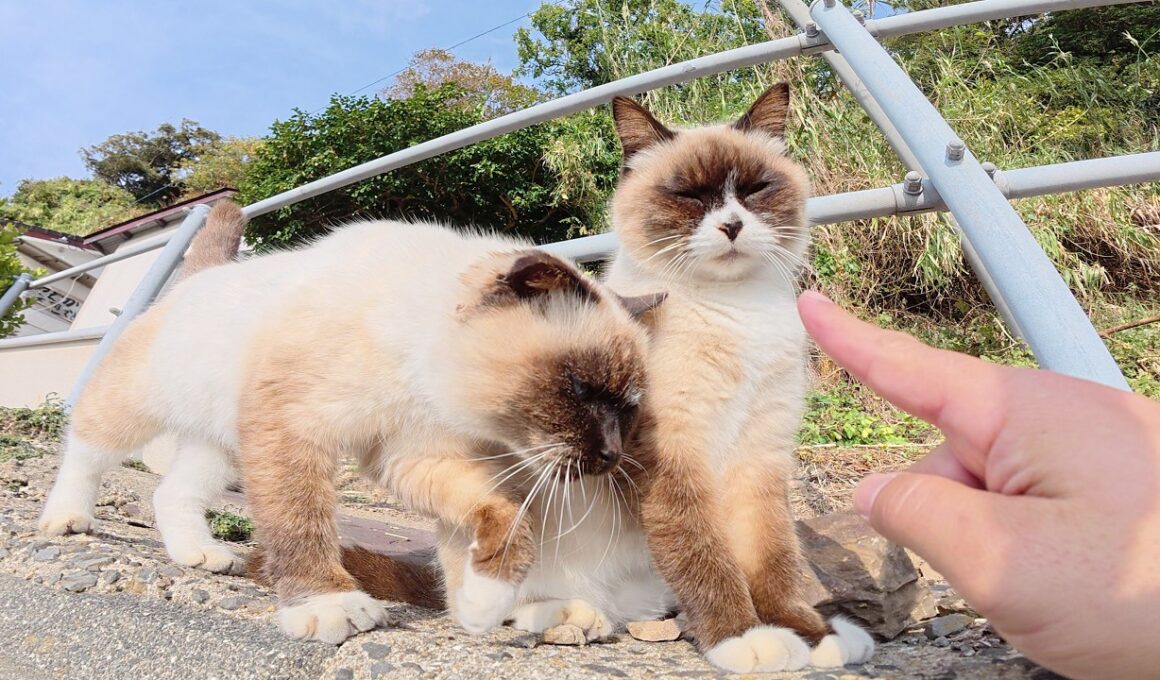 そっくりなシャム猫コンビをモフっていると仲間達がワラワラと集まって来た