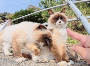 そっくりなシャム猫コンビをモフっていると仲間達がワラワラと集まって来た