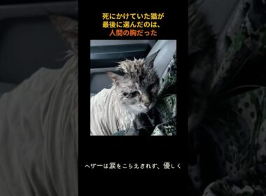 死にかけていた猫が最後に選んだのは、人間の胸だった#保護猫 #15年ぶりの家 #泥だらけの奇跡 #雨の日の救出 #ラッキーブーツ #感動実話 #猫レスキュー #涙腺崩壊 #高齢猫 #最後の信頼