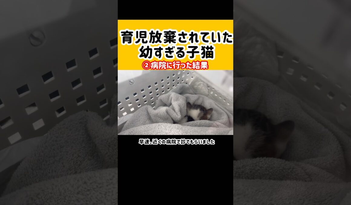 テトラポッドの奥で弱っていた子猫を病院に連れて行った結果
